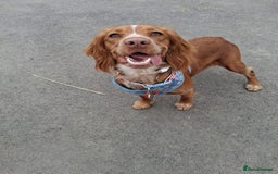 Cocker Spaniel dogs for sale: Wonderful willow - Image 3