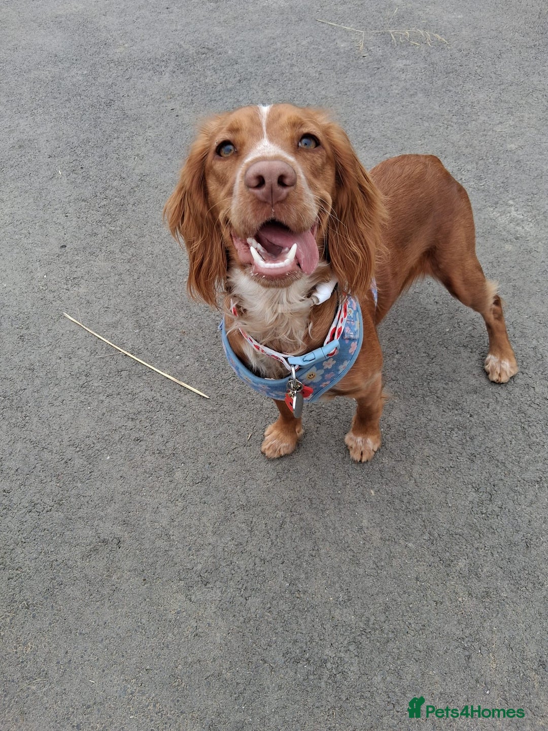 Cocker Spaniel dogs for sale: Wonderful willow - Image 3