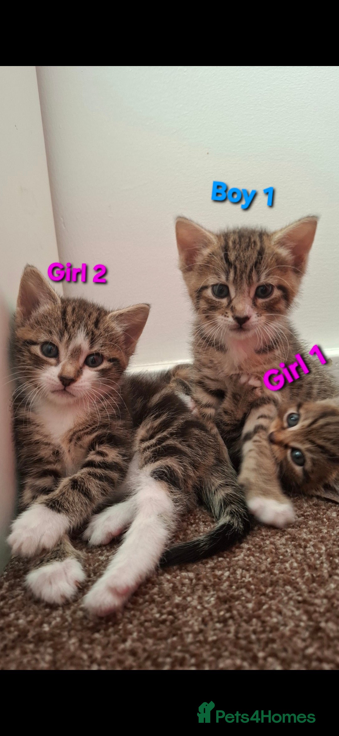 Mixed Breed cats for sale: 3 beautiful kittens for adoption  - Advert 2