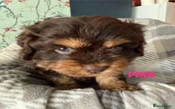 Cavapoo dogs for sale: Stunning F1 Cavapoo Puppies  - Image 6