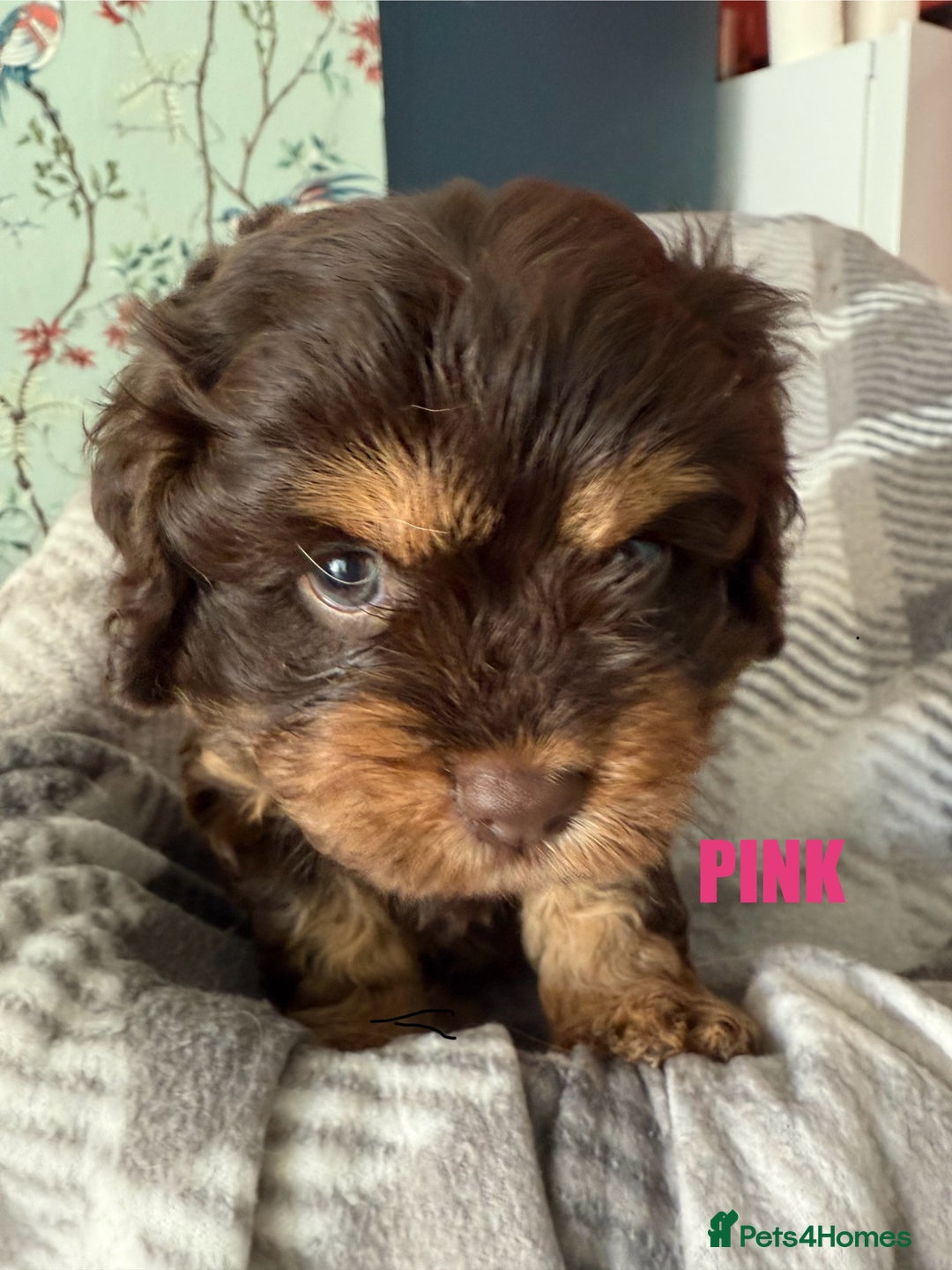 Cavapoo dogs for sale: Stunning F1 Cavapoo Puppies  - Image 6