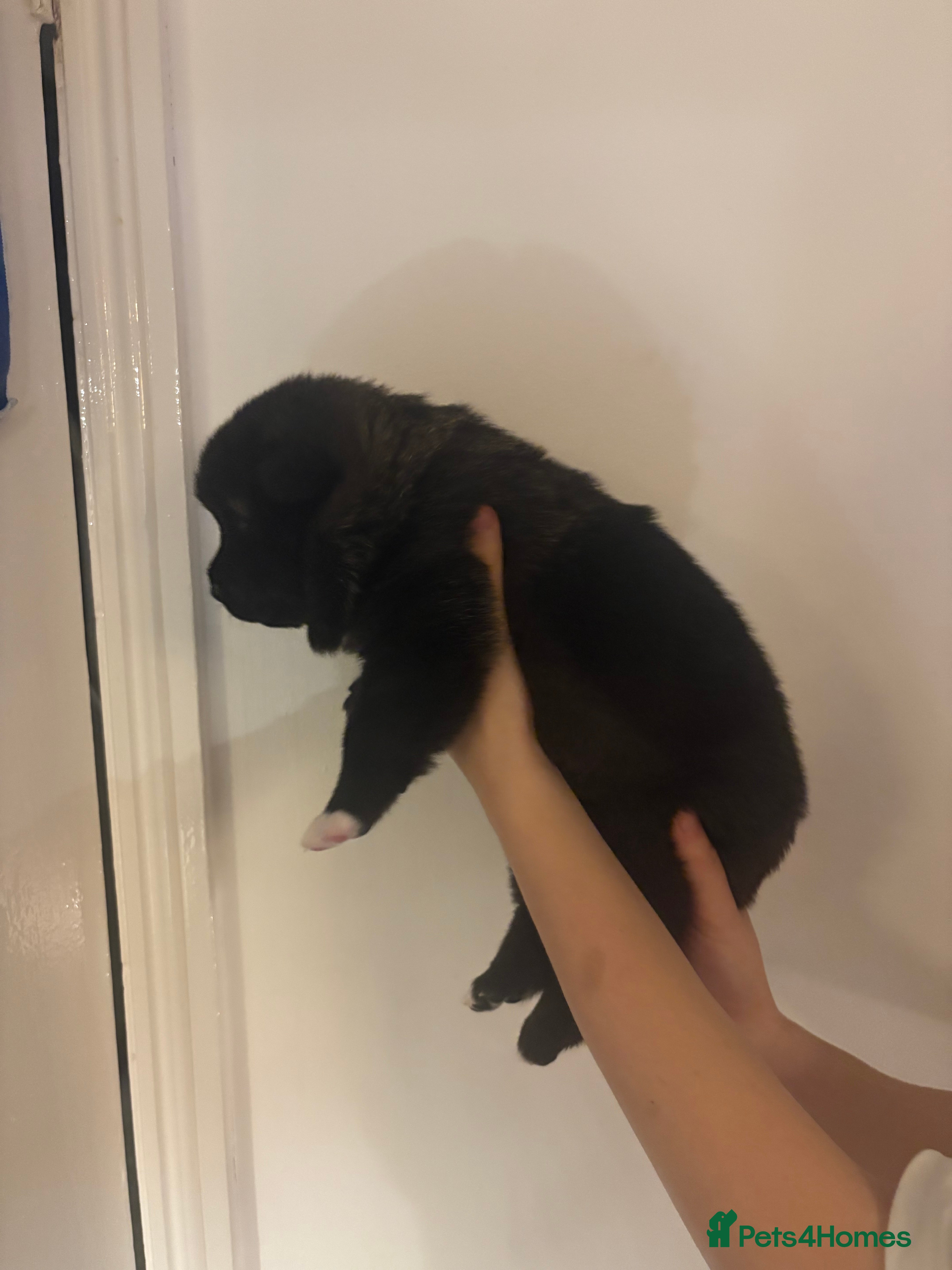 Akita dogs American Akita puppies - Advert 12