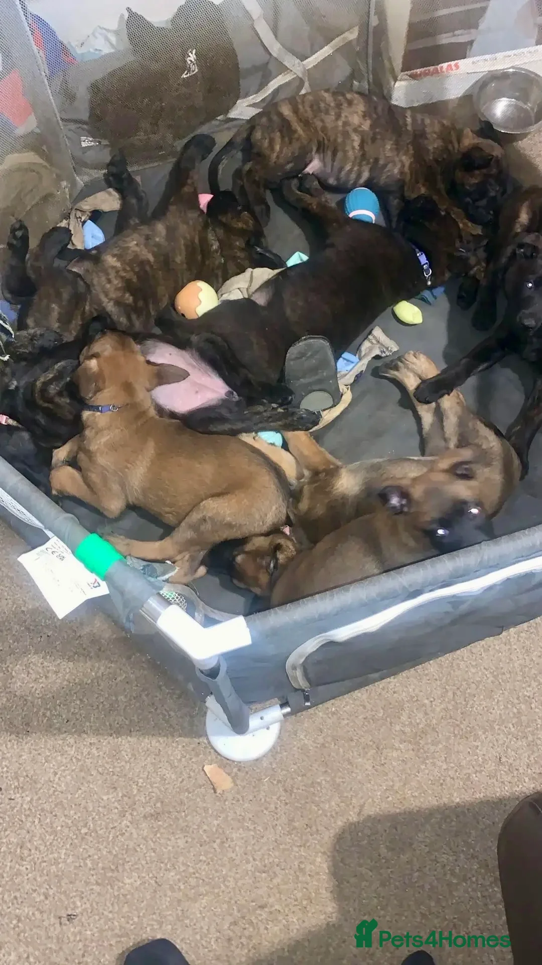 Belgian Shepherd Dog dogs for sale: Dutch shepherd  - Advert 2