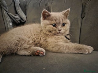 British Shorthair cats Gccf registered British shorthair blues and lilacs - Advert 10