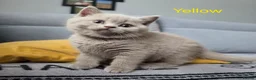 British Shorthair cats for sale: GCCF British Shorthair kittens in Southampton - Advert 12