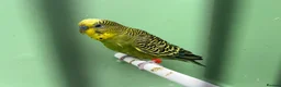 Budgerigars birds for sale: Budgies for Sale  - Advert 8