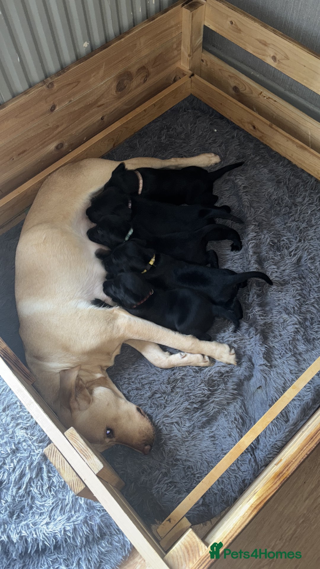 Labrador Retriever dogs for sale: Black Labrador pups for sale  - Advert 11