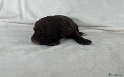Goldendoodle dogs for sale: Beautiful litter of Goldendoodles  - Image 5