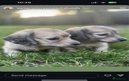 Miniature Dachshund dogs for sale: 🐾Miniature Longhaired Dachshund puppies.KC reg🐾  - Image 9