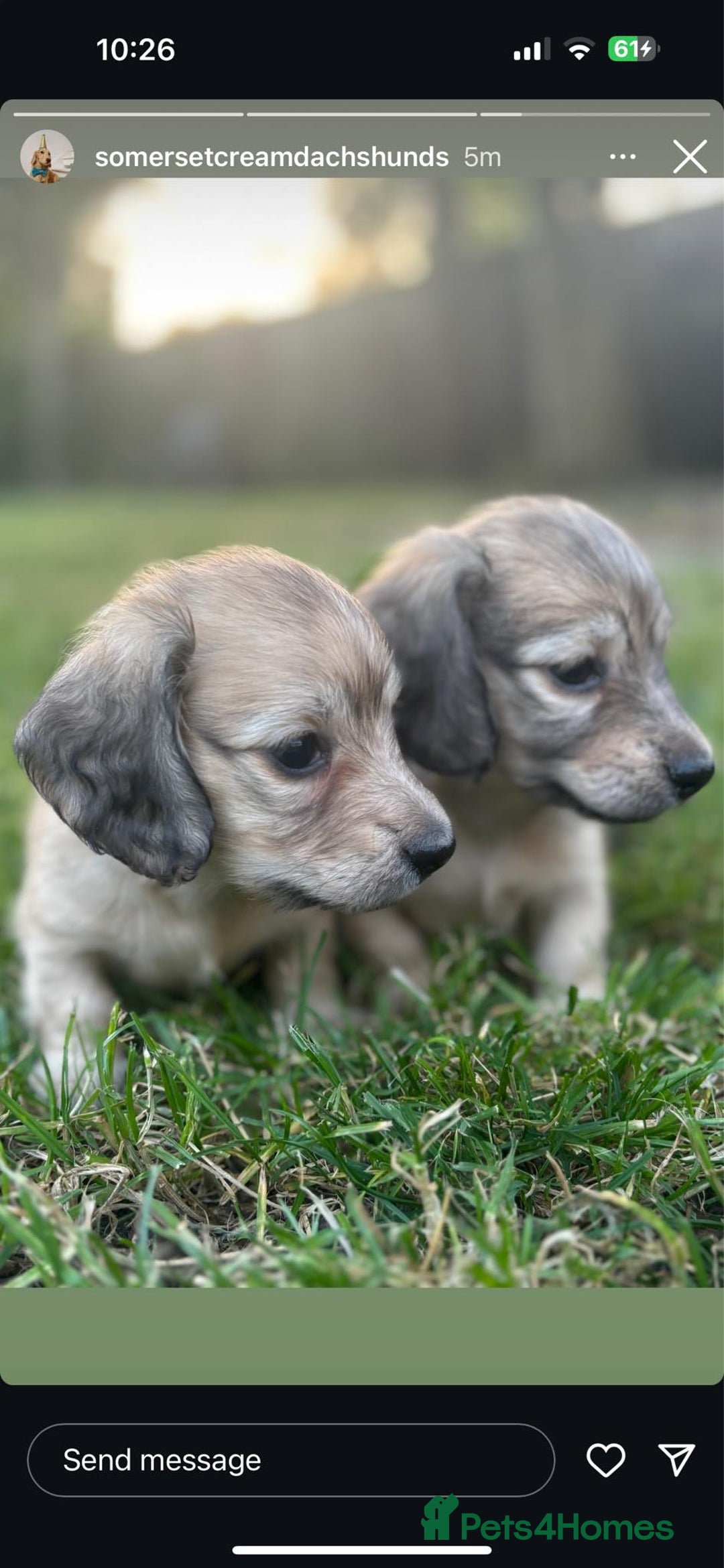 Miniature Dachshund dogs for sale: 🐾Miniature Longhaired Dachshund puppies.KC reg🐾  - Image 9