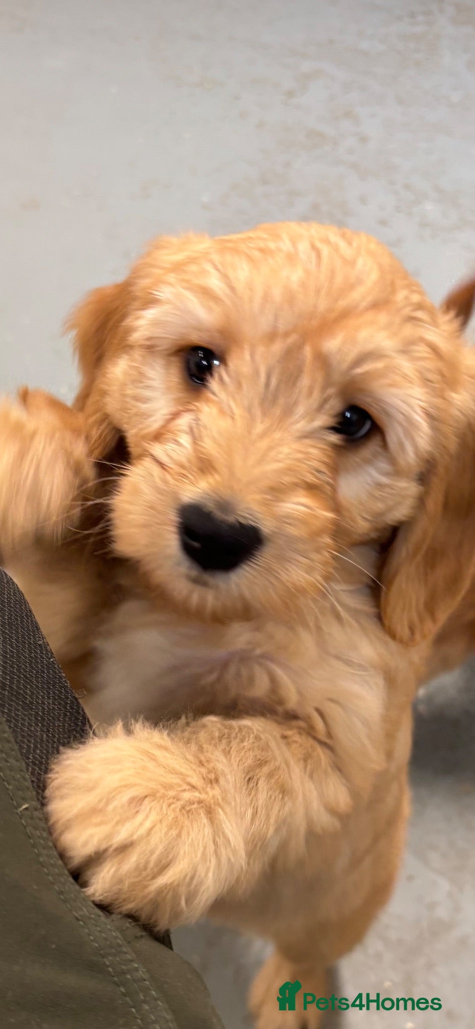 Mini Goldendoodle dogs F1 miniature Goldendoodle puppies. - Advert 2