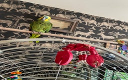 Parrots birds for sale: Beautiful hand Reared Amazon parrot and cage  - Image 5