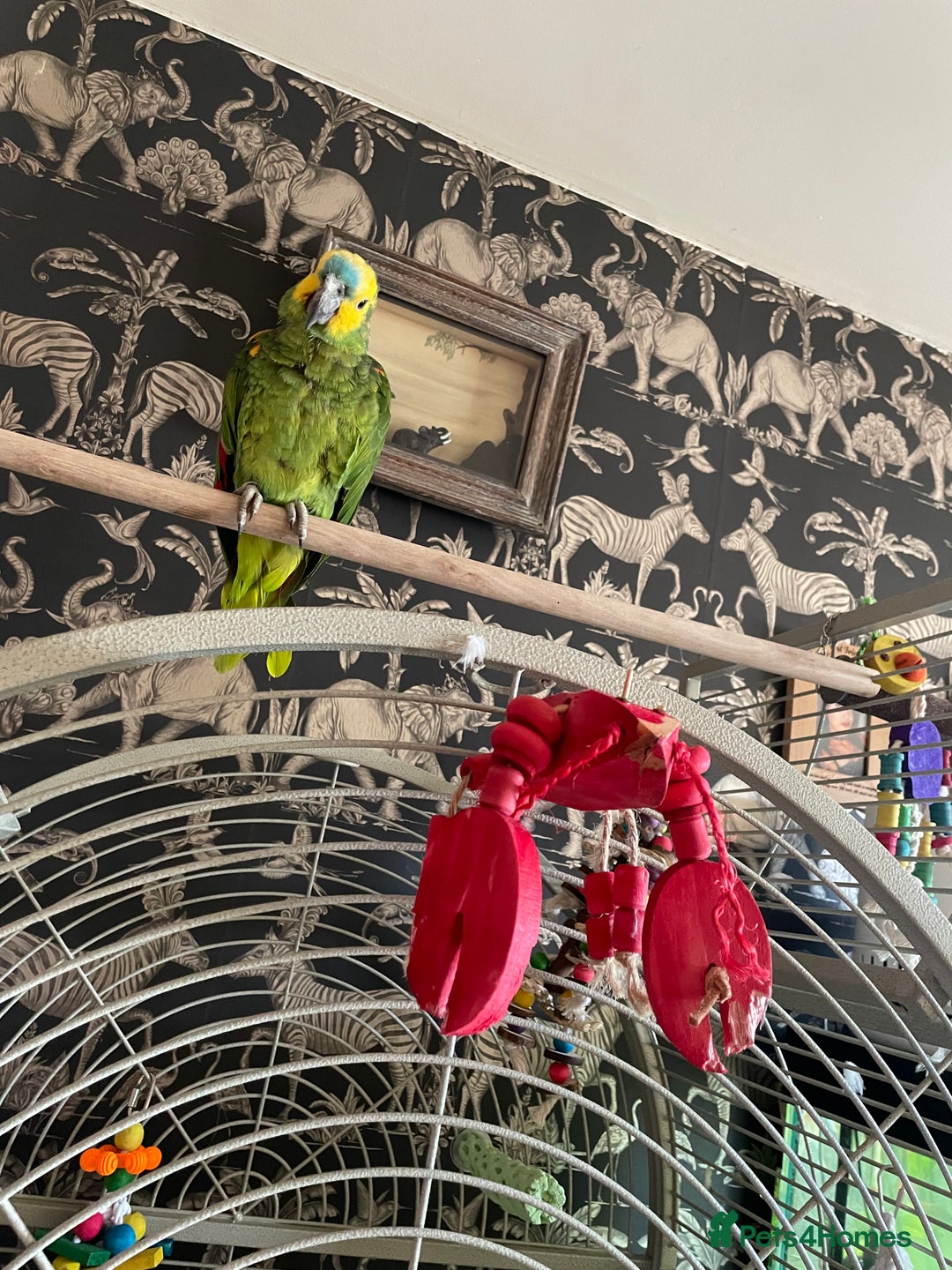 Parrots birds for sale: Beautiful hand Reared Amazon parrot and cage  - Image 5