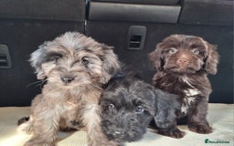 Sproodle dogs for sale: Gorgeous f1b sproodle pups, dna tests. - Image 8
