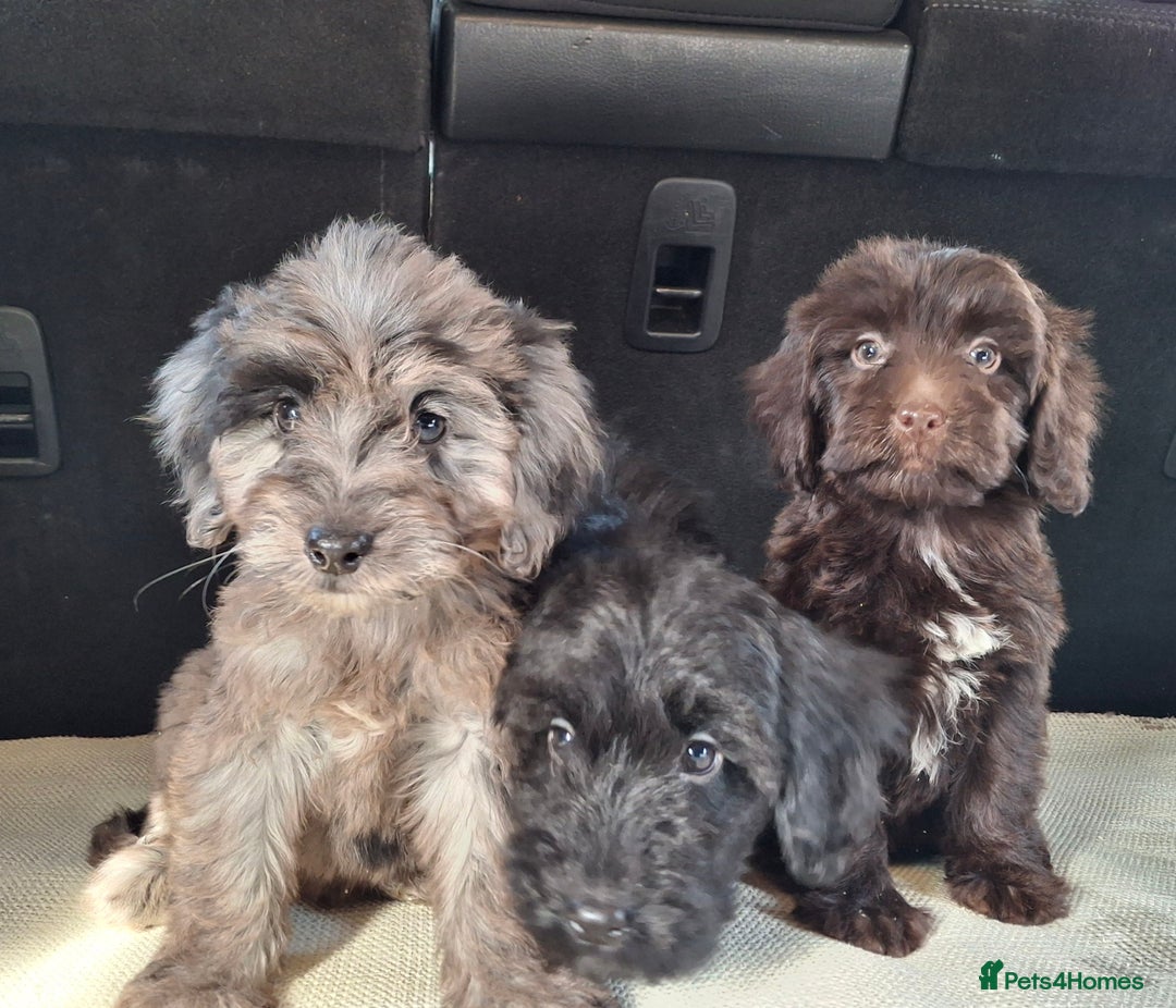 Sproodle dogs for sale: Gorgeous f1b sproodle pups, dna tests. - Image 8