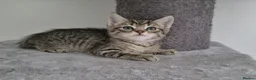 Mixed Breed cats for sale: Kittens  - Advert 5