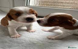 Welsh Springer Spaniel dogs for sale: One little Welsh Springer Spaniel boy!  - Image 13