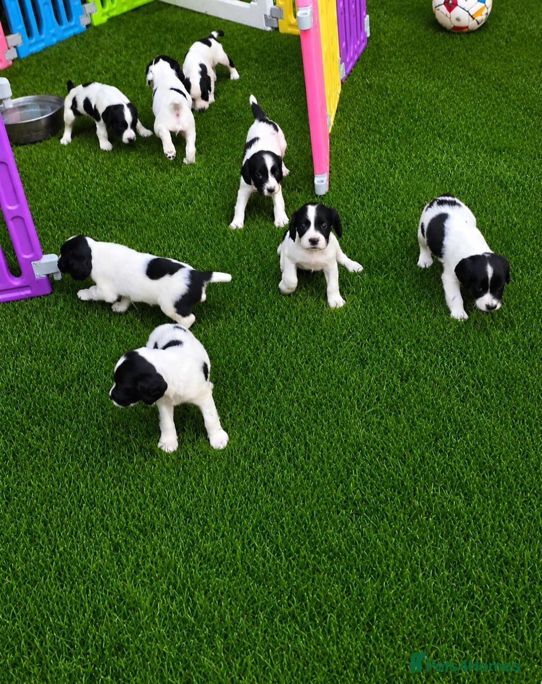 English Springer Spaniel dogs English springer spaniel litter  - Advert 18