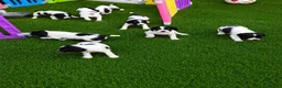 English Springer Spaniel dogs for sale: springer spaniel litter. 2 AVAILABLE  - Advert 16