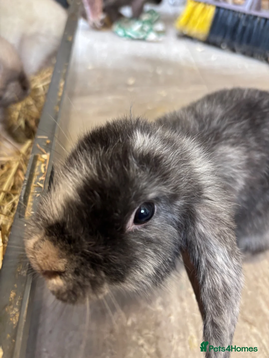 Mini Lop rabbits for sale: Beautiful 🤩 example of pure mini hand reared lops - Advert 10
