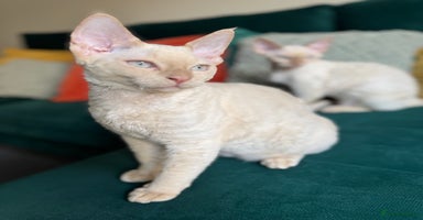 Devon Rex cats - Advert 7