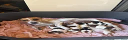 Jack Russell dogs for sale: Old fashion type Miniature jack russell puppies - Advert 29