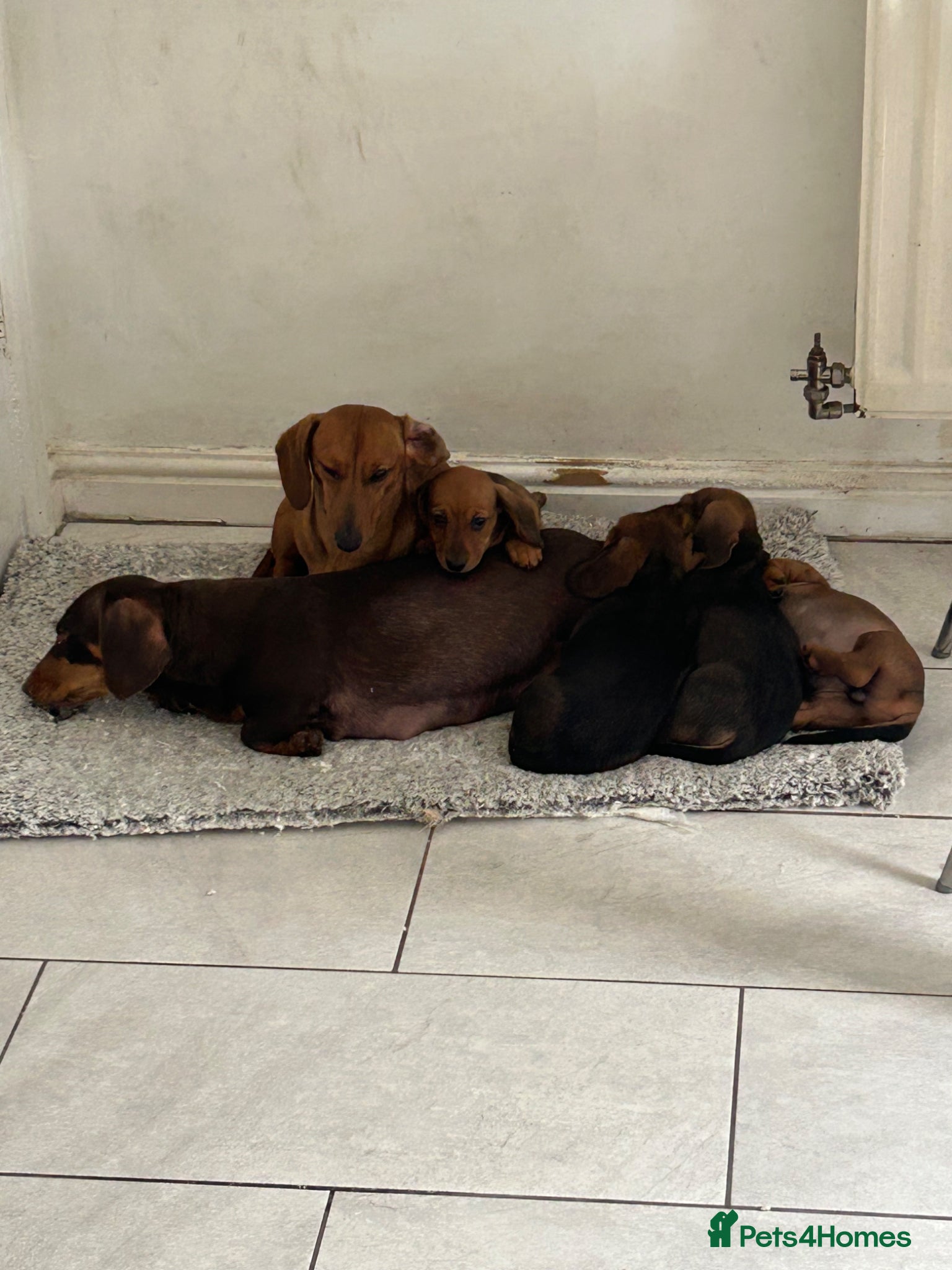 Miniature Dachshund dogs Stunning litter of beautiful babies  - Advert 1