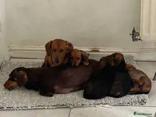 Miniature Dachshund dogs Stunning litter of beautiful babies - Advert 1
