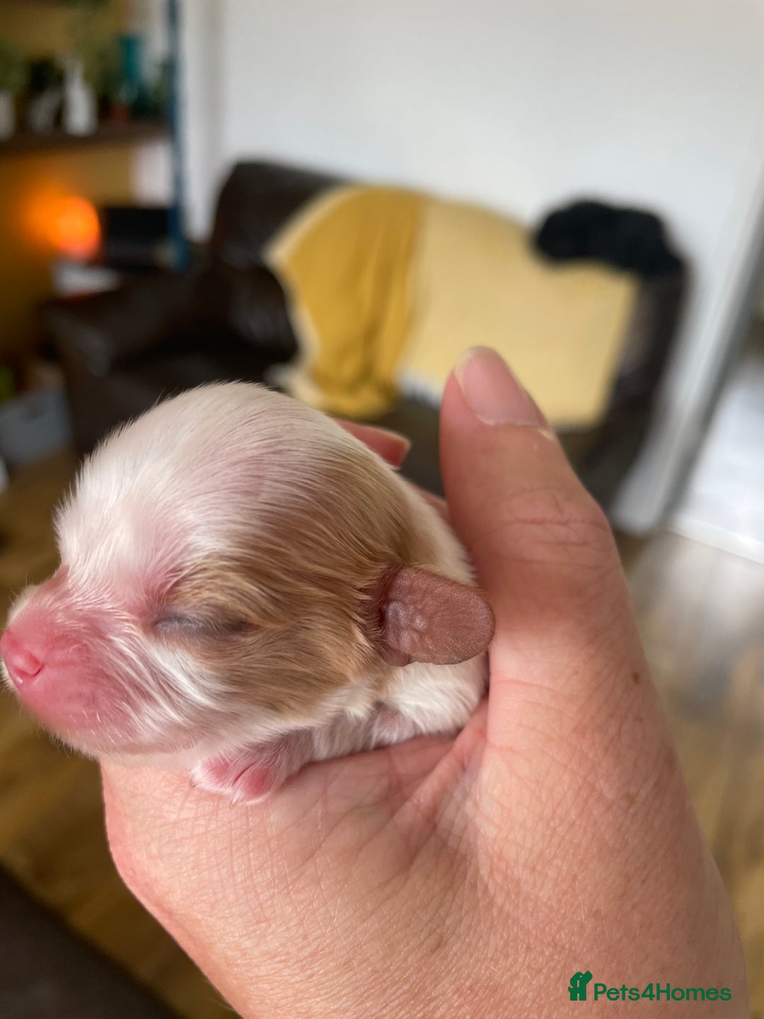 Cavalier King Charles Spaniel dogs for sale: Cavalier King Charles spaniel  - Image 12
