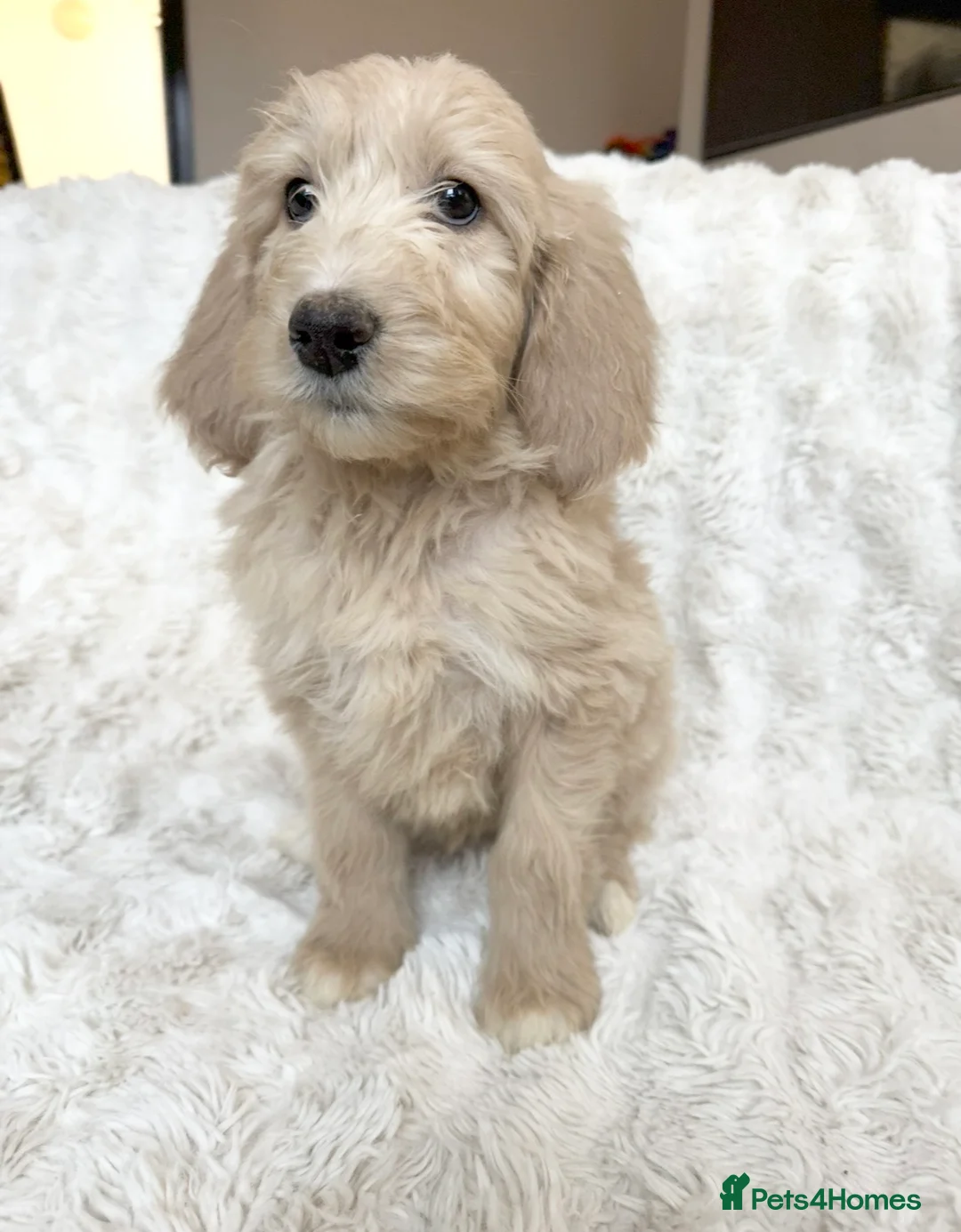 Goldendoodle dogs for sale: Big chunky doodles looking for homes  - Advert 14