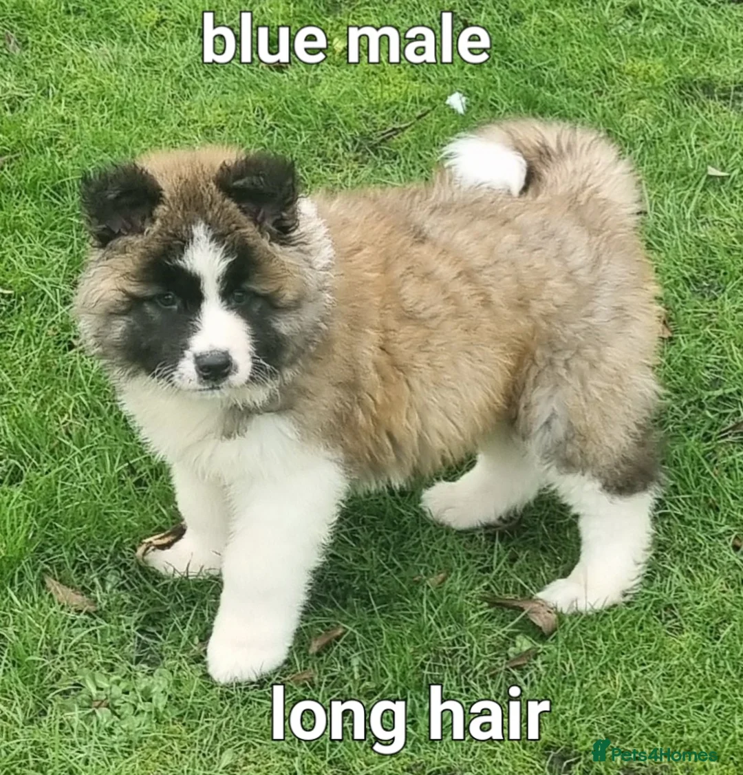 Akita dogs for sale: 9 weeks old Akita pups READY  - Advert 13