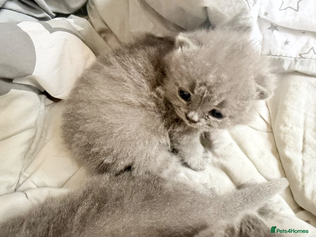 British Shorthair cats for sale: Full Pedigree British Blue Shorthair Kittens in Sutton-in-Ashfield - Advert 2