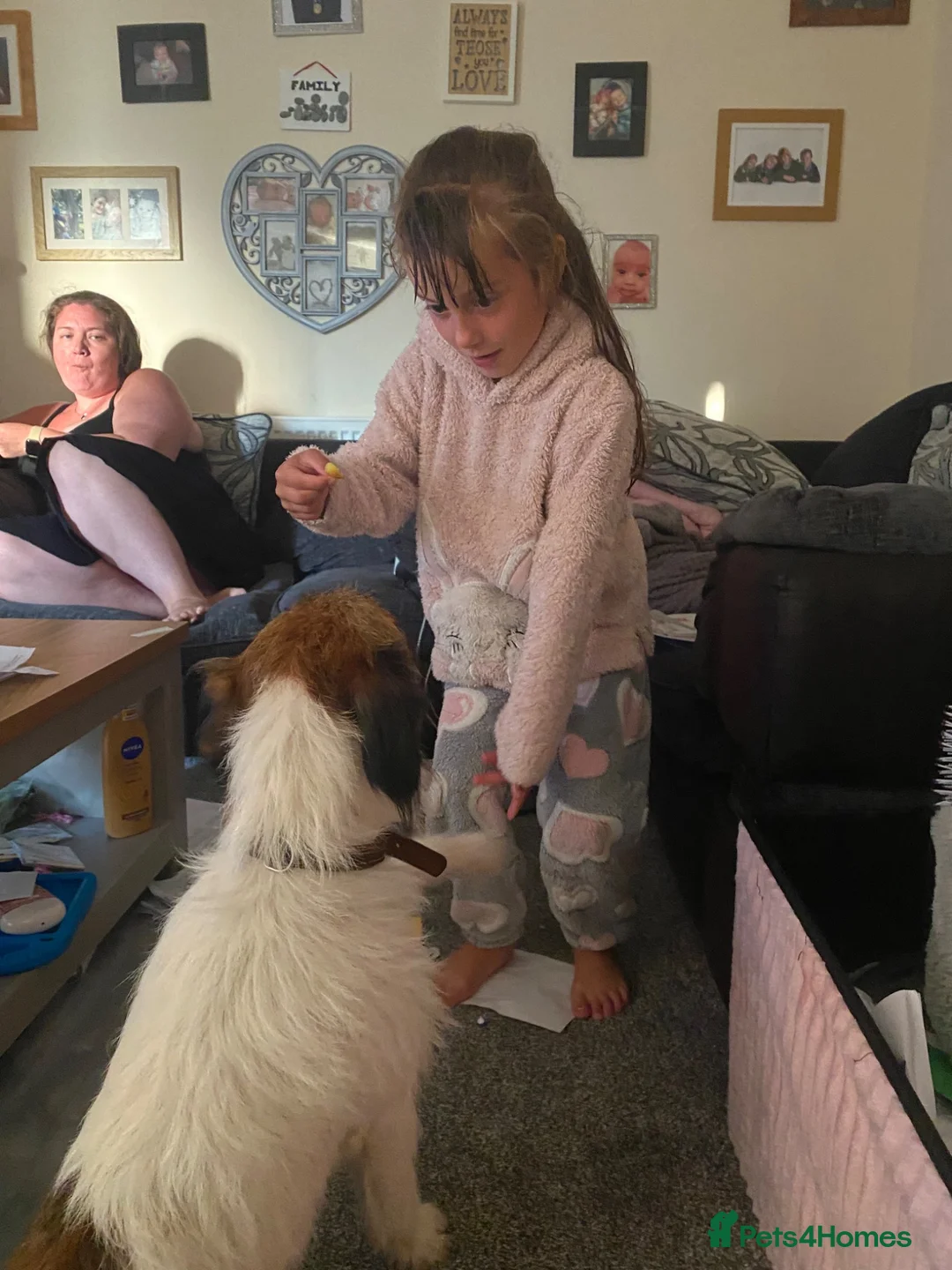 Patterjack dogs for sale: Scamp 14 month old patterjack in Llanbedr - Advert 6