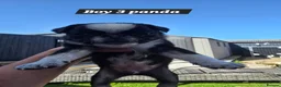 Pug dogs for sale: 5 Georgous Pug puppies  - Advert 3