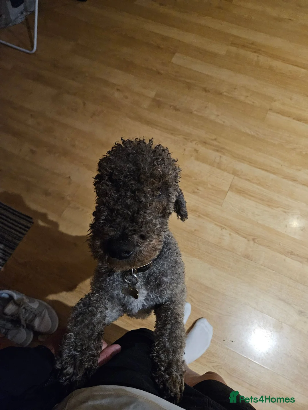 Bedlington Terrier dogs for stud: TerrablueRapide Boris KC Reg Bedlington Terrier - Advert 2