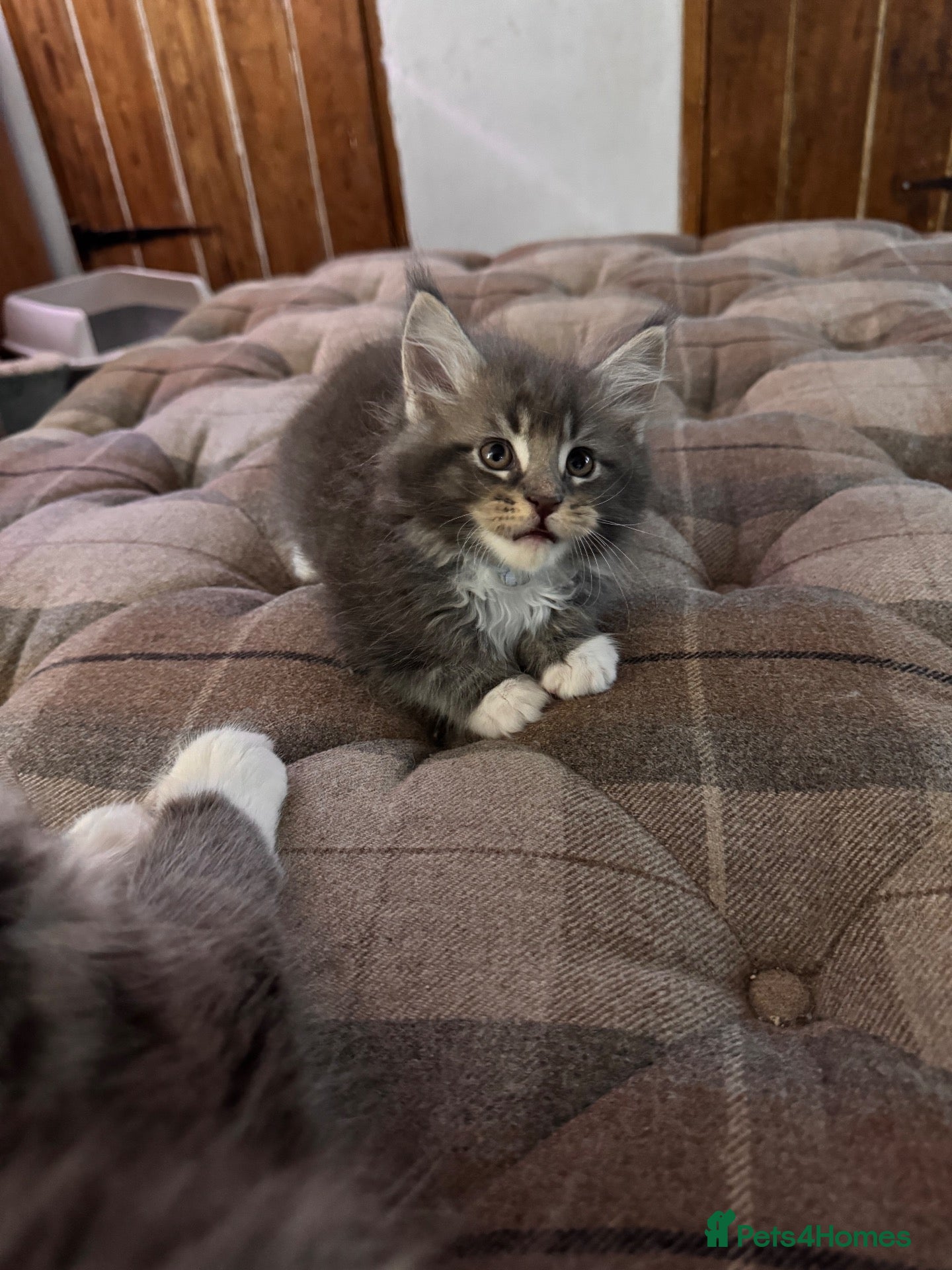 Maine Coon cats Maine Coon Kittens available  - Advert 2