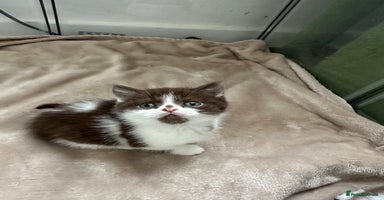 British Shorthair cats - Advert 10