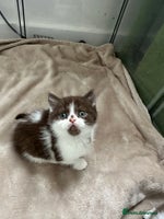 British Shorthair cats - Advert 12