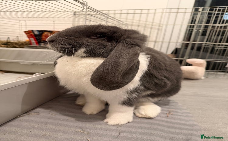 French Lop rabbits - Advert 2