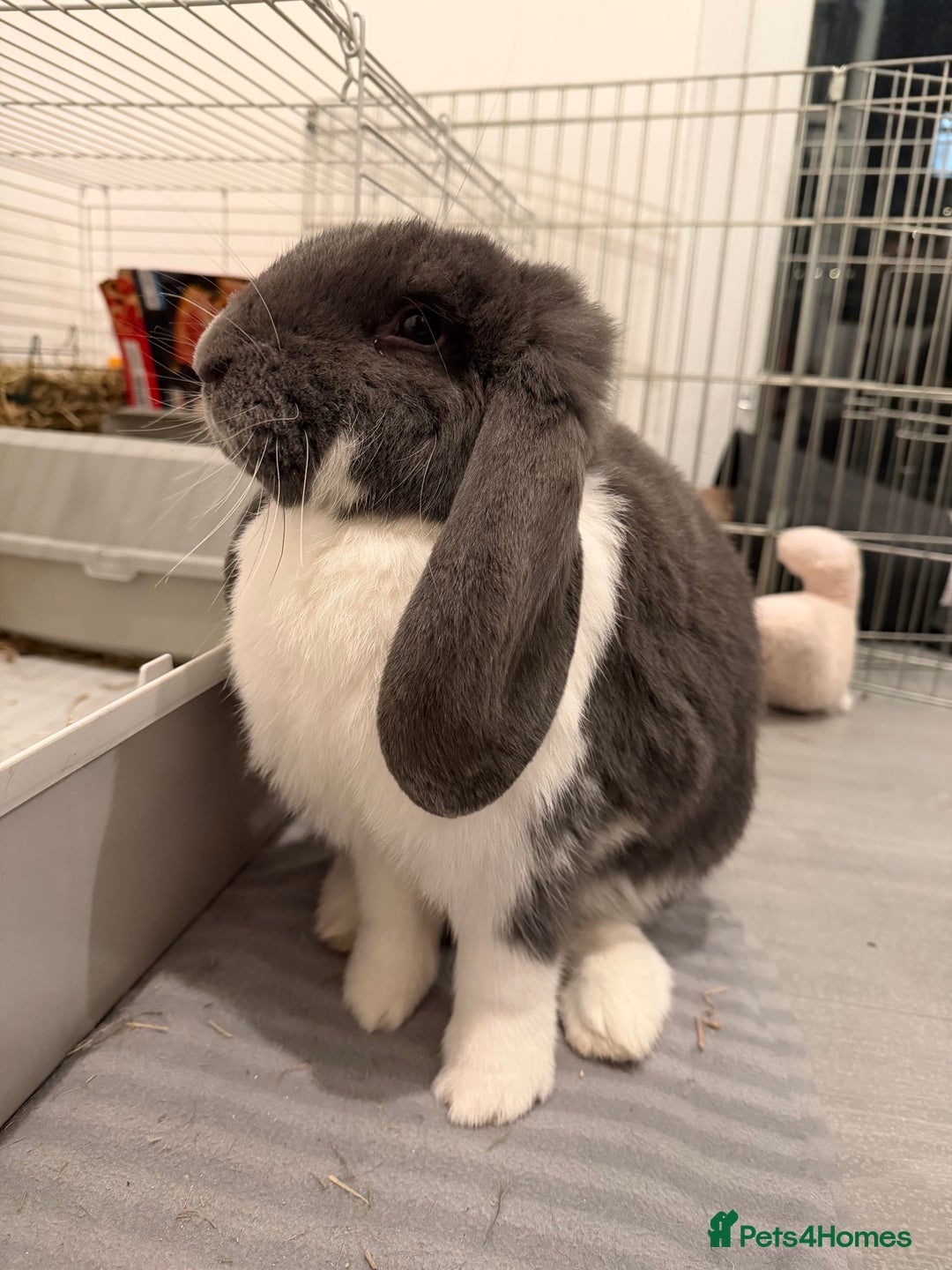 French Lop rabbits for sale: Appa - Male French Lop - Image 1