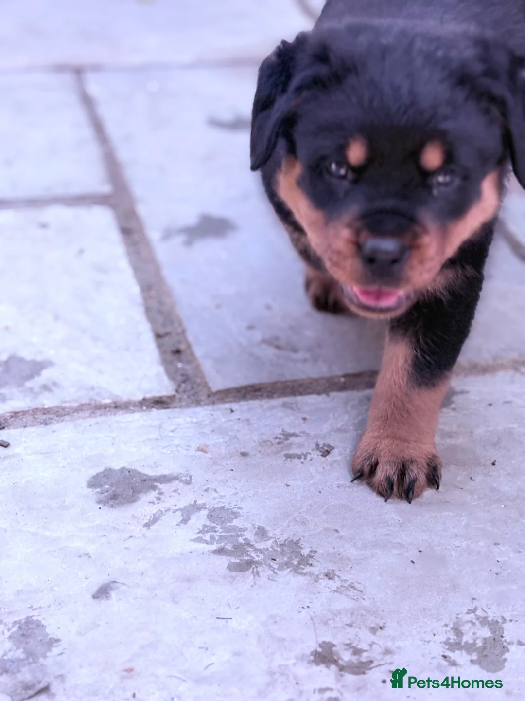 Rottweiler dogs for sale: ⭐️4 Rottweiler Boys For Sale ⭐️ - Advert 17