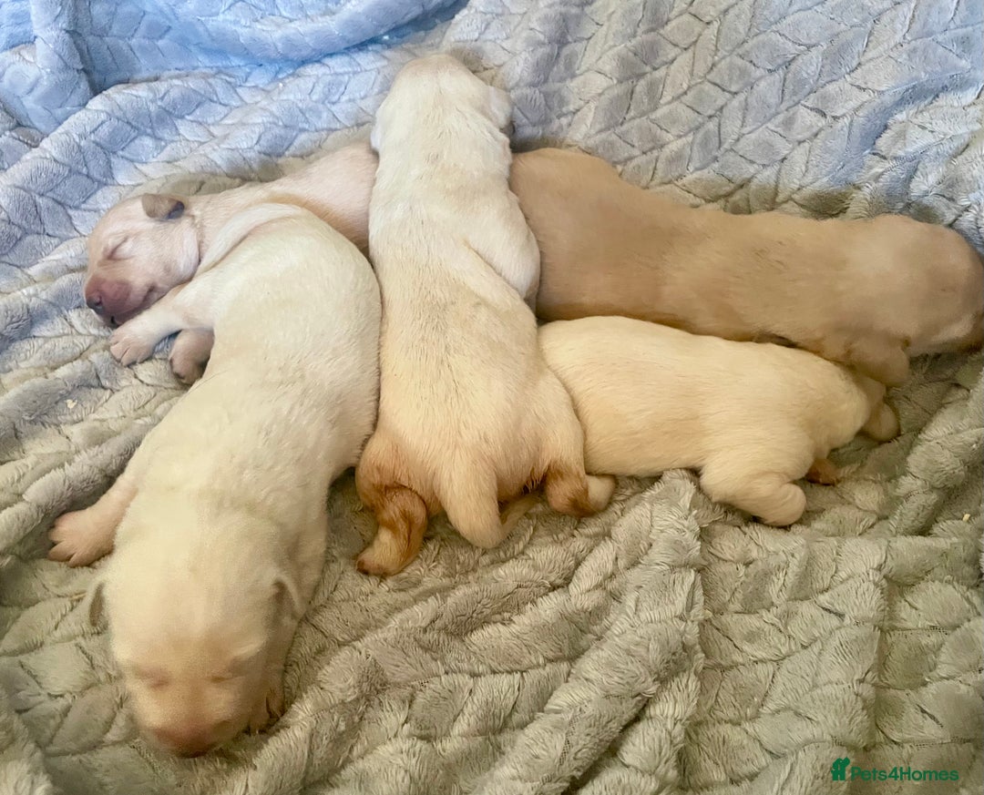 Labrador Retriever dogs for sale: Labrador puppies 5 gen pedigree health tested - Image 5