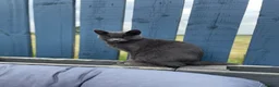 Mixed Breed cats for sale: Beautiful Grey Cat Looking for a Loving Home - Advert 4