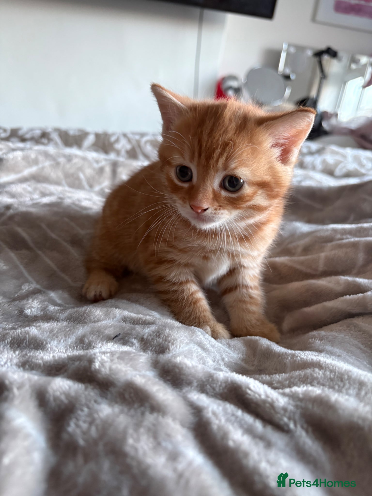 Mixed Breed cats Beautiful kittens looking for their forever home  - Advert 1