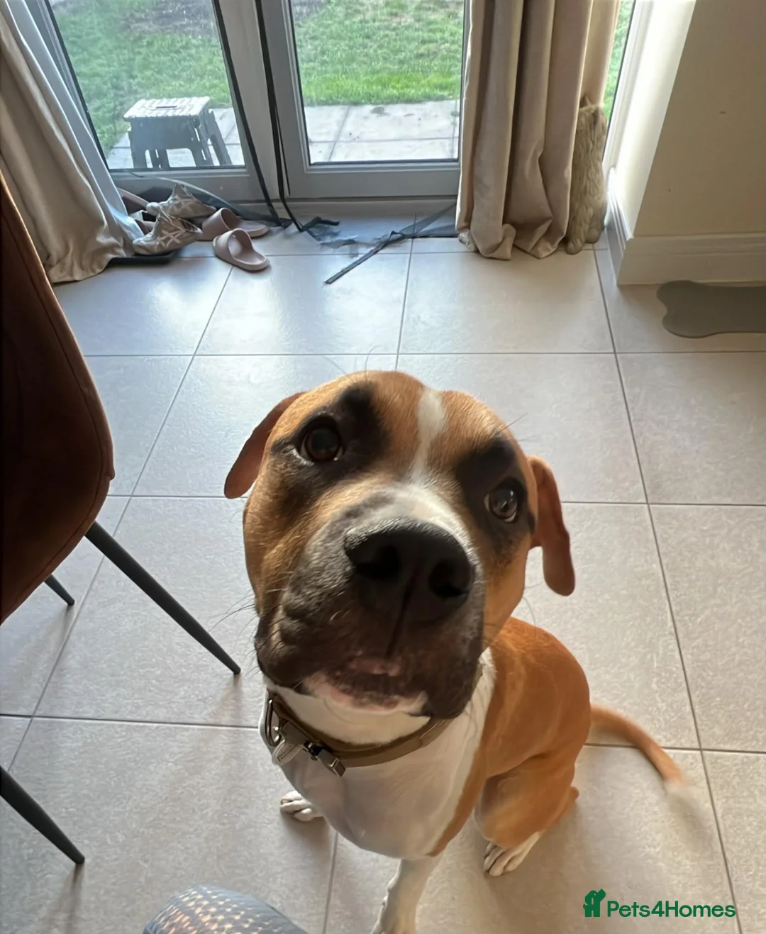 Mixed Breed dogs for sale: Theo. in Tamworth - Advert 1