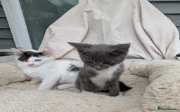 Turkish Van cats for sale: Beautiful kittens for sale  - Image 8