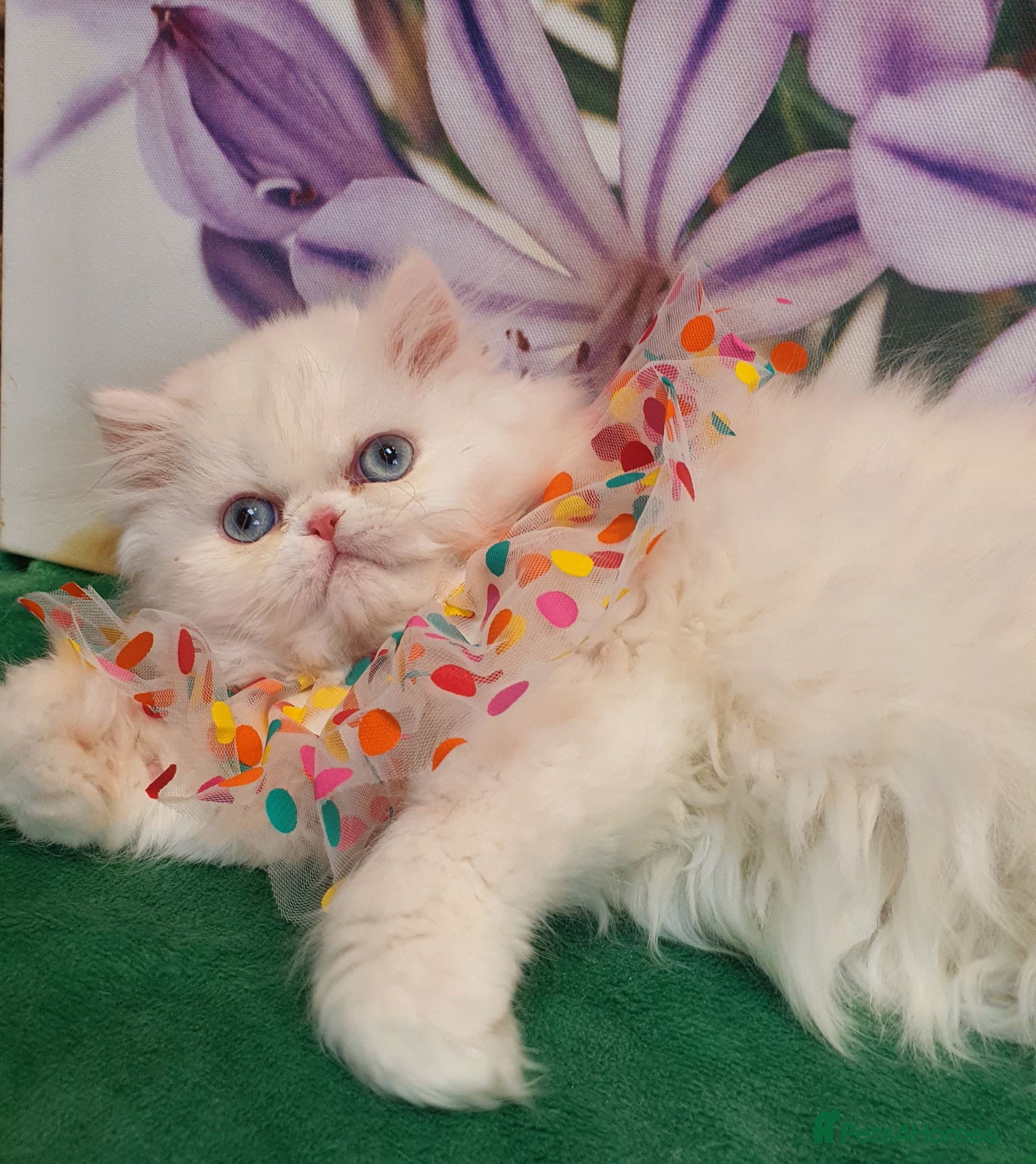 Persian cats 🎀🎀 GCCF Persian Kitten 🎀🎀 - Advert 17