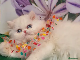 Persian cats 🎀🎀 GCCF Persian Kitten 🎀🎀 - Advert 3