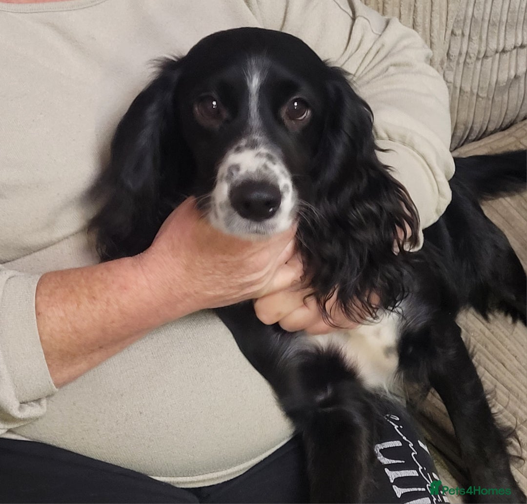 Cocker Spaniel dogs for sale: KC registered Working Cocker Spaniel puppies.  - Advert 10