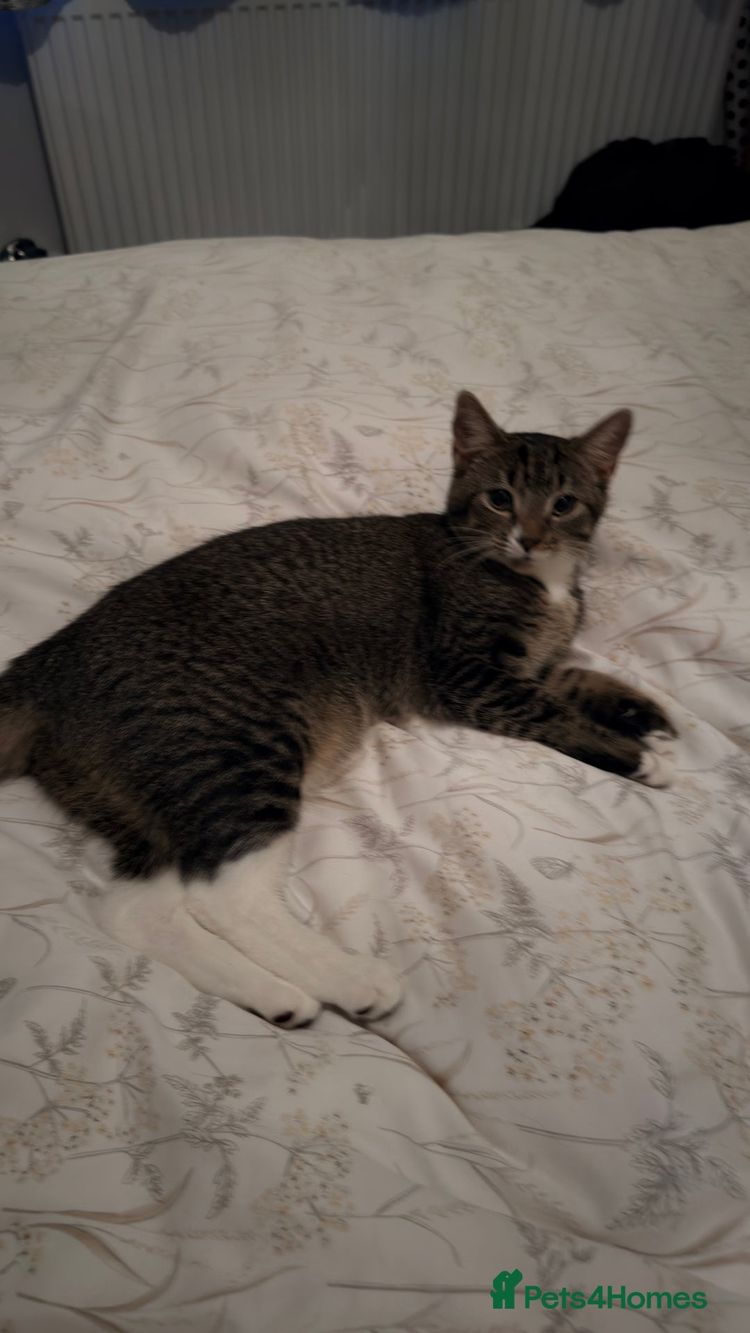 Mixed Breed cats for sale: 6 months old little girl tabby - Advert 1
